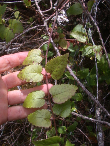 Stenogyne kauaulaensis