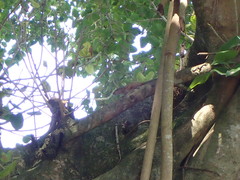 Funambulus palmarum