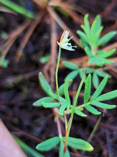 Image of Juncus stygius by (c) Étienne Léveillé-Bourret, some rights reserved (CC BY)