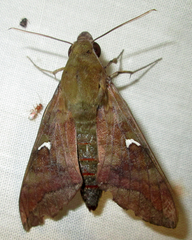 Nephele comma