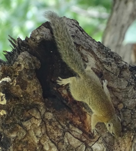 Smith's Bush Squirrel, photo 8 of 8