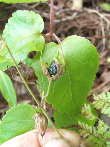 Stenogyne kauaulaensis
