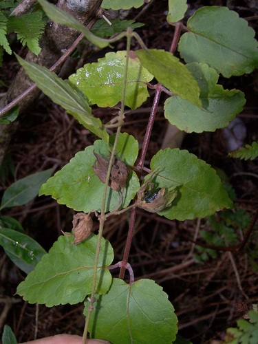 Stenogyne kauaulaensis
