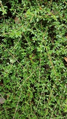 Coprosma depressa