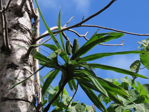 Genus Freycinetia · iNaturalist Genus Freycinetia · iNaturalist