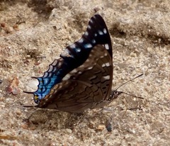 Charaxes guderiana