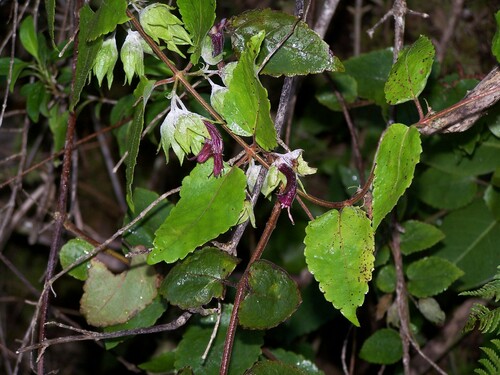 Stenogyne kauaulaensis