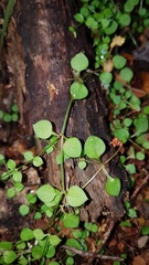 Stellaria parviflora