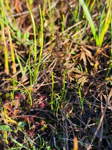 Little curlygrass fern (Schizaea pusilla)