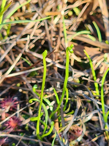 Image of Curly Grass Fern (Schizaea pusilla) by (c) Étienne Léveillé-Bourret, some rights reserved (CC BY)