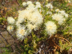 Kunzea glabrescens