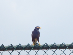 Acridotheres tristis