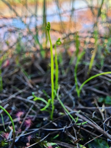 Image of Curly Grass Fern (Schizaea pusilla) by (c) Étienne Léveillé-Bourret, some rights reserved (CC BY)