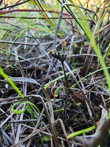Image of Curly Grass Fern (Schizaea pusilla) by (c) Étienne Léveillé-Bourret, some rights reserved (CC BY)