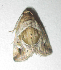 Deltote johnjoannoui