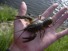 Pontastacus leptodactylus