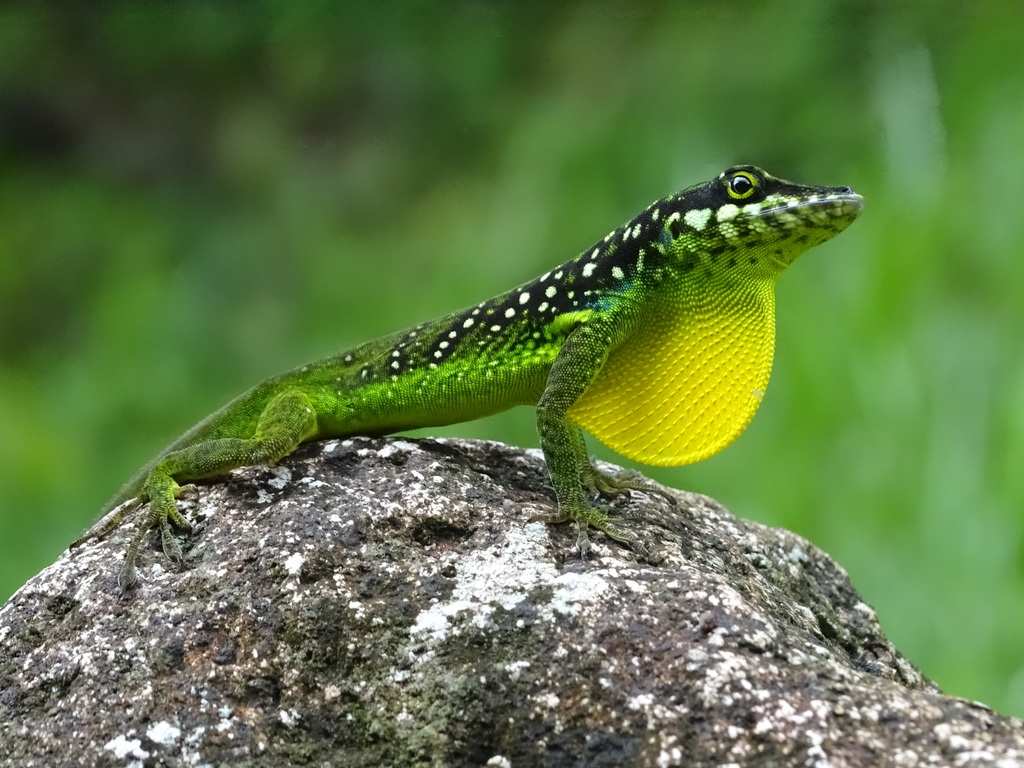Savannah Anole