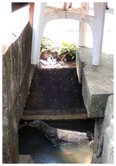 Varanus salvator salvator