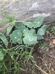 Senecio oxyriifolius