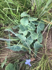 Senecio oxyriifolius