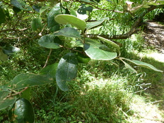 Feijoa sellowiana