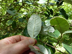 Feijoa sellowiana