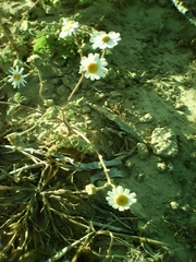 Perityle crassifolia robusta