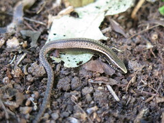 Rough-Scaled Tegulet photo 2