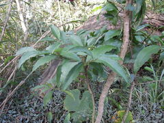 Ardisia virens