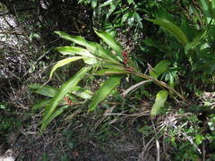 Alpinia shimadae