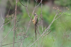 Colius striatus rhodesiae