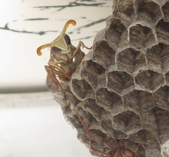 Polistes africanus