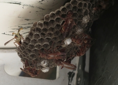Polistes africanus