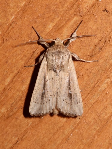 Unknown Wainscot photo 4