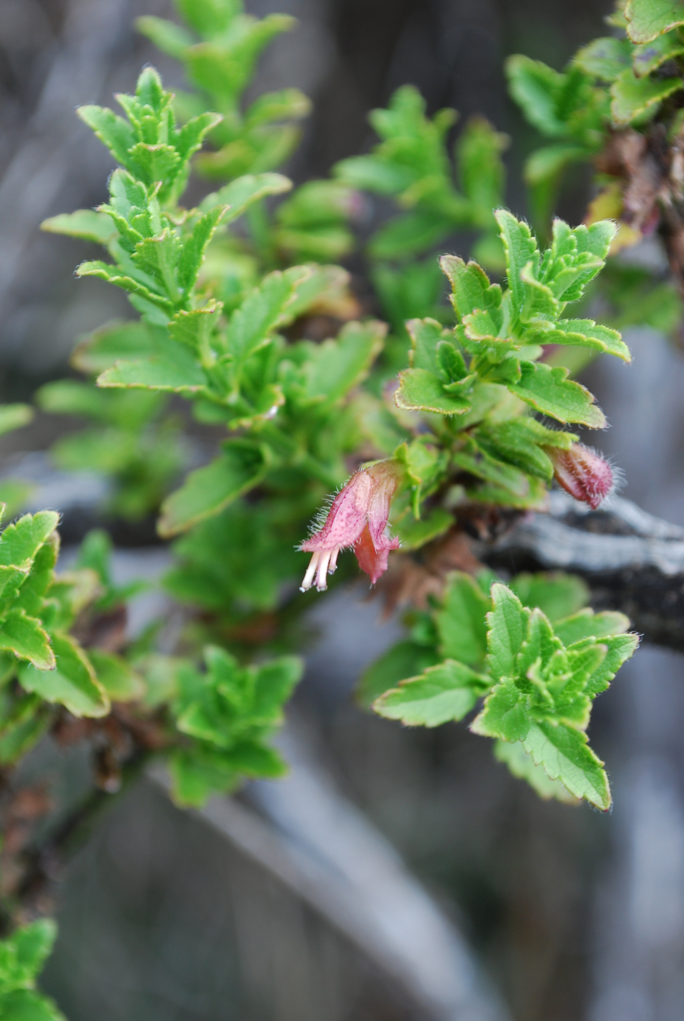 Stenogyne microphylla