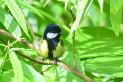 Parus monticolus