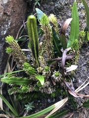 Phlegmariurus saururus