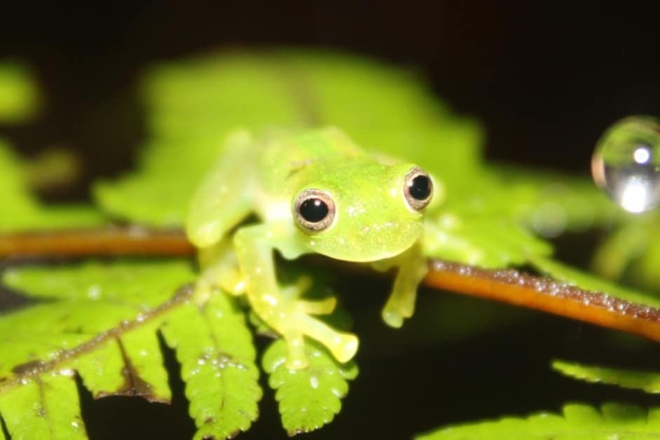 Sanchez's Giant Glass Frog photo 2