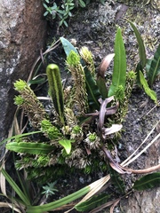 Phlegmariurus saururus