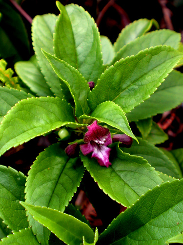 Stenogyne purpurea