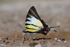 Graphium stratiotes