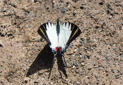 Graphium stratiotes