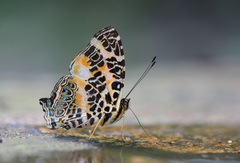 Symbrenthia hypselis