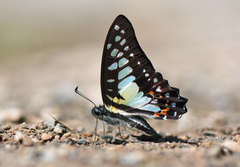Graphium procles
