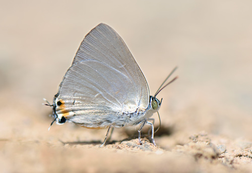 How to identify Ancema blanka (de Nicéville, 1895)