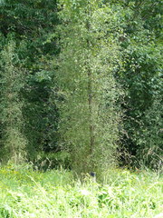Plagianthus regius regius