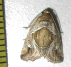 Deltote johnjoannoui