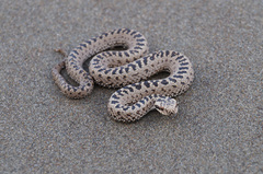 Vipera berus sachalinensis