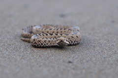 Vipera berus sachalinensis