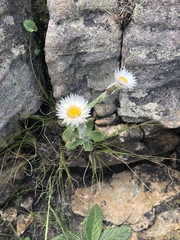 Helichrysum monticola
